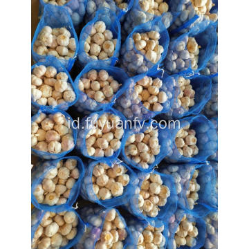 Bawang Putih Putih Normal 4.5-5.0cm